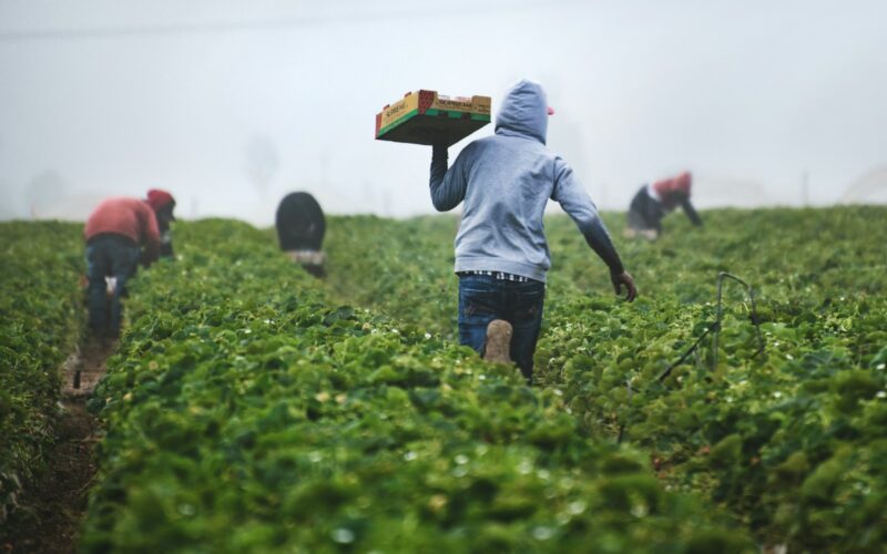 Exploring Fruit-Picking Jobs in Canada